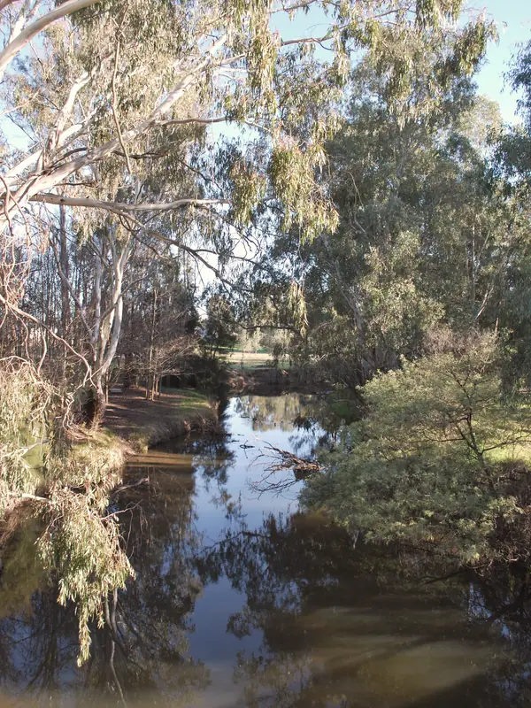 The King River at Oxley, still water under overhanging river red gums.